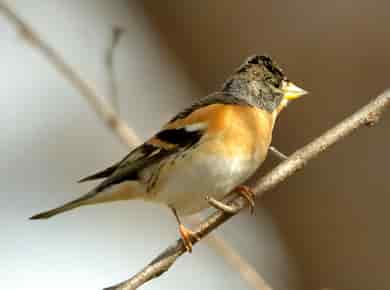 鳥類図鑑・アトリ
